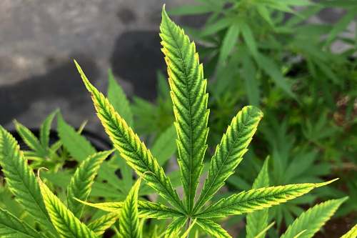 Cannabis Tour in Thailand