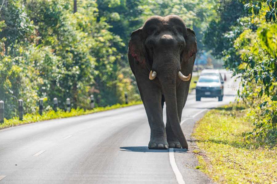 Elephant Walking in Khao Yai