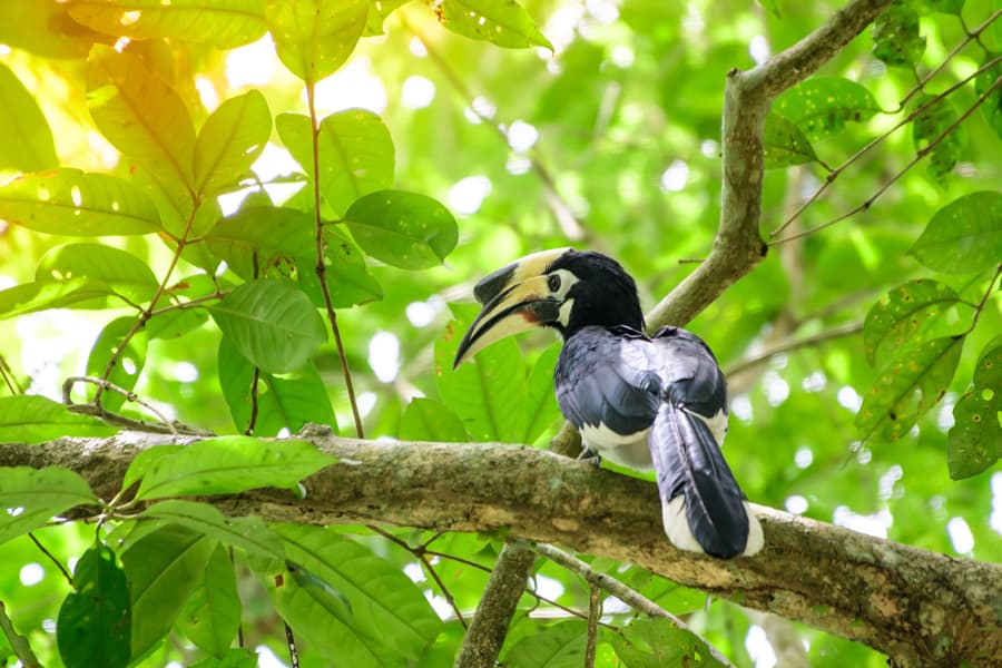 Thailand Safari Khao Yai Hornbill
