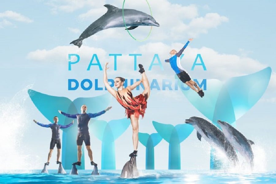 dolphin show pattaya