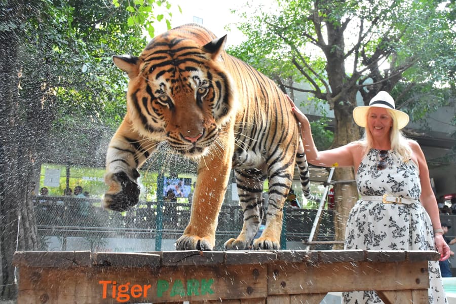 Tiger and lady