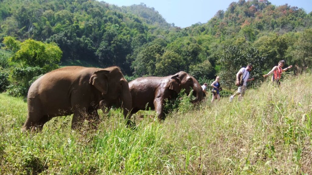 Elephants Highlands Chiang Mai