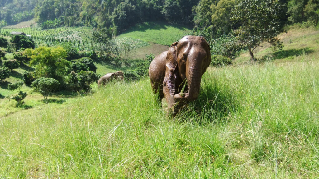 Elephants Highlands Chiang Mai Thailand