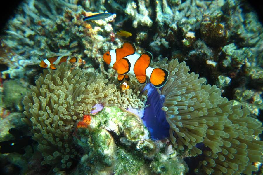 Corals at Similan island